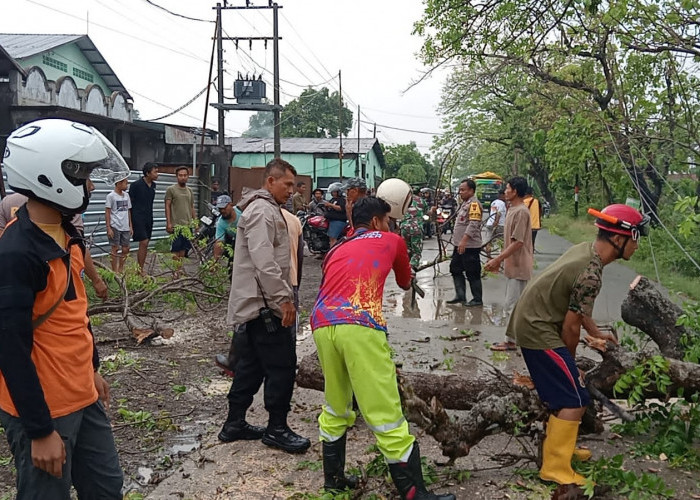 Tertimpa Pohon, Pembonceng Motor Meninggal di Tempat 