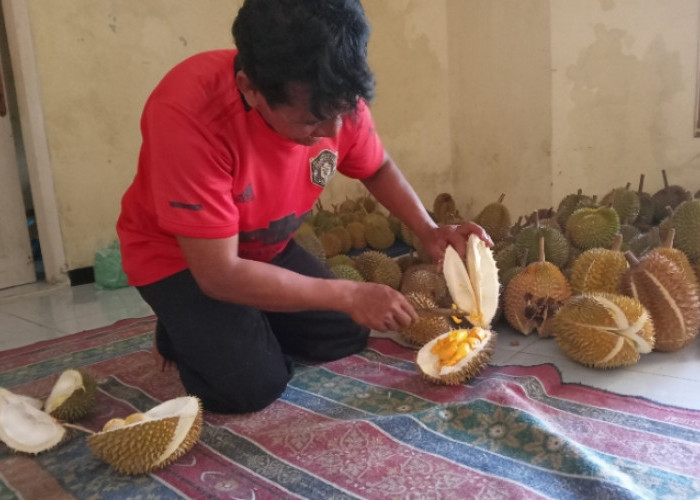 Diburu Pelanggan, Durian Orange Kecamatan Warungpring Pemalang Rendah Kolesterol