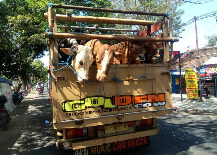 PMK Mengganas Harga Sapi Anjlok, Harga Daging Justru Stabil