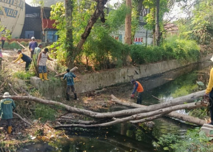 Pohon Tumbang di Sungai Grojogan Blora Dibersihkan, DLH Sebut Libatkan BPBD dan DPUPR