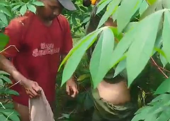 Viral di Medsos! Sepasang Kekasih Digrebek Warga di Kebun Singkong Desa Sono