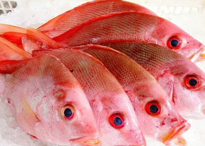 Inilah 5  Manfaat Ikan Kakap Untuk Kesehatan Tubuh