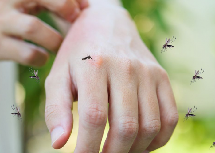 Sering Terabaikan, Ternyata 7 Hal Ini Jadi Penyebab Nyamuk Berkembang Biak di Rumah