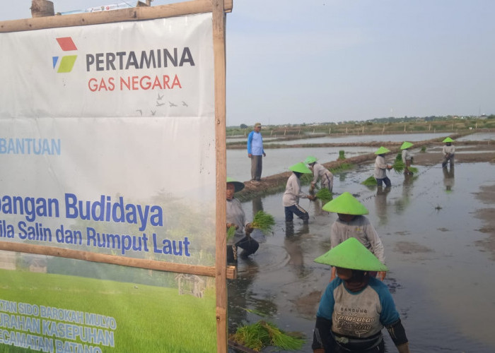 Apa Sih Program Minapadi di 30 Hektare Sawah Rob di Batang? Ini Kata BRIN
