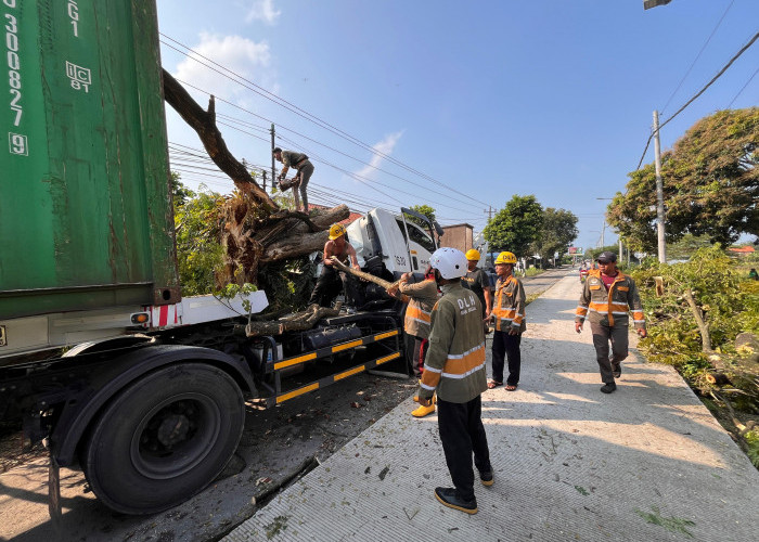 Ranting Tersangkut Box Kontainer, Pohon Tumbang di Mindaka Tegal Hingga Picu Kemacetan