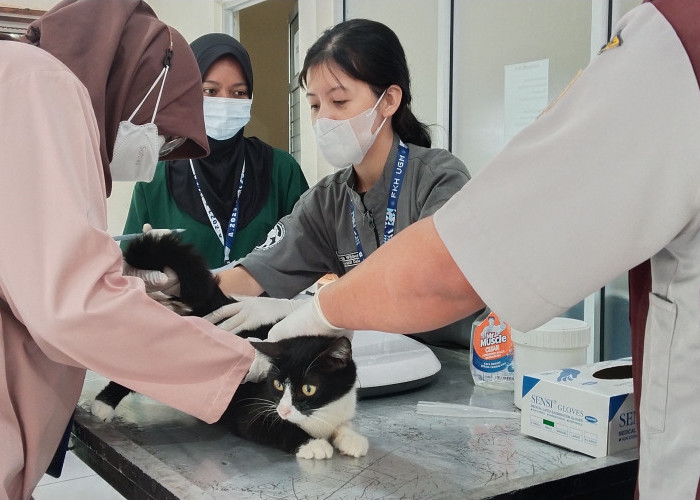 Cegah Ledakkan Populasi, Dispangtan Salatiga Lakukan Sterilisasi Kucing Kampung Gratis  