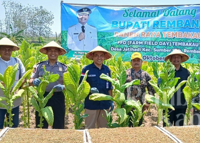 Puncak Kemarau Tetap Ijo Royo-royo! Luas Tanam Tembakau Rembang Tembus 7.900 Hektare, Petani Senyum Sumringah
