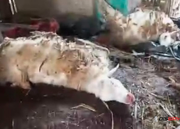 Tiga Kambing Warga Sadang Mati Misterius, Perut Luka dan Jeroan Hilang