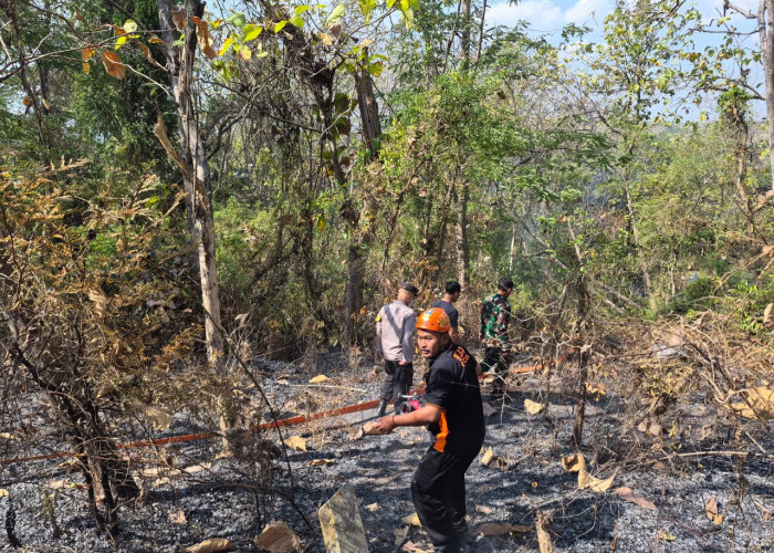 Kawasan Hutan di Simo Grobogan Kebakaran, Diduga Akibat Pembakaran Semak untuk Membersihkan Lahan