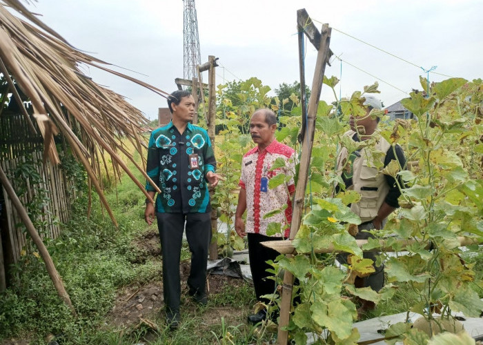 Petani Melon di Kabupaten Tegal Diminta Waspada Hama dan Patogen