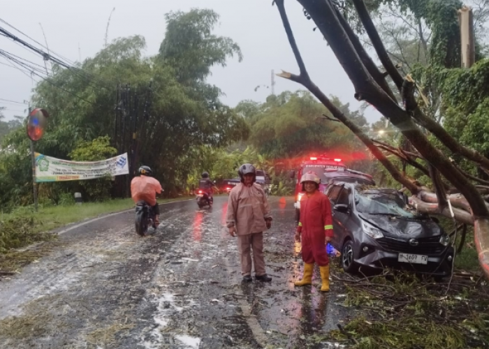 Tiga Orang Terjebak, Pohon Tumbang di Ambarawa Timpa Taksi Online 