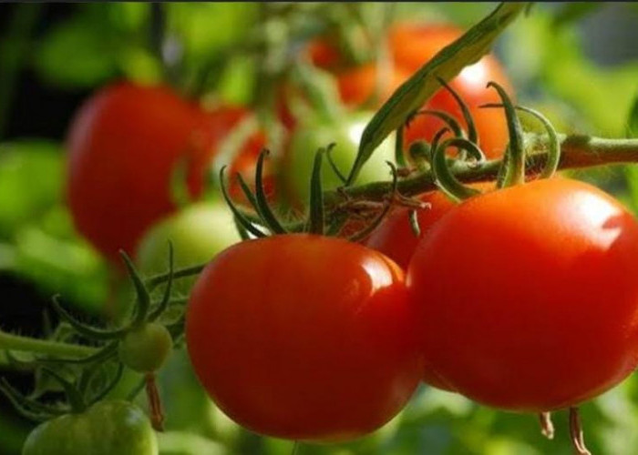 Lengkap, Inilah Langkah-Langkah Budidaya Tomat