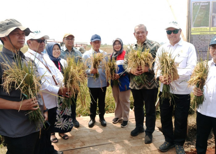 Panen Padi Biosalin di Kasepuhan Capai 7 Ton, Bukti Lahan Rob Batang Bisa Produktif