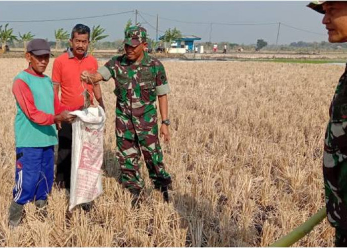 Ditengah Program Swasembada Pangan Hama Tikus Merajalela di Sragen