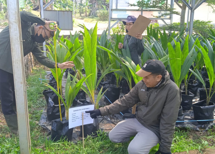Pembagian Bibit Kelapa Gratis untuk Petani Ketat, BPSB Jateng Harus Sertifikasi 5.000 Batang per Bulan