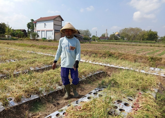 Petani di Pati Raup 4 Ton Bawang Merah pada Panen Musim Kemarau