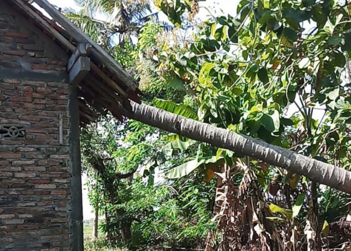 Angin Kencang Robohkan Pohon Kelapa, Atap Rumah Warga Ngombol Rusak