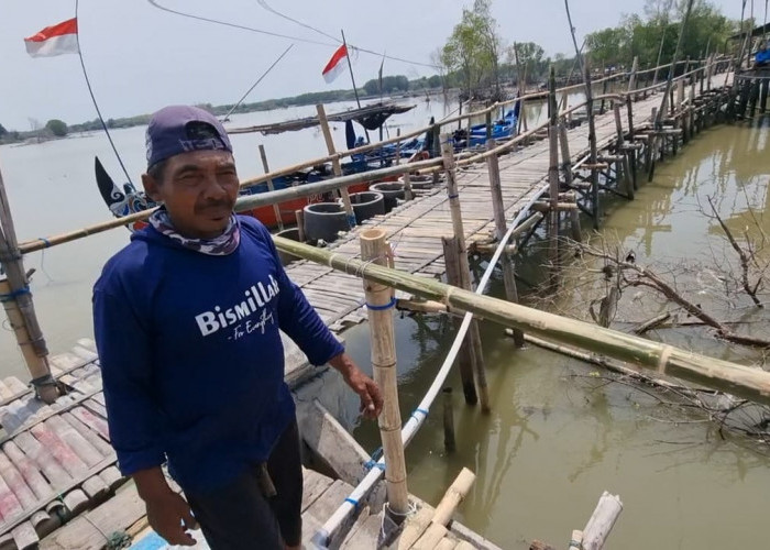 Terancam Kritis, Masrukan Nelayan Pesisir Demak Lakukan Perawatan Mangrove 