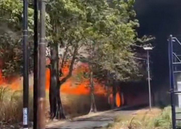 Lahan Tebu Enam Hektar di Kudus Terbakar, Kerugian Ditaksir Rp 210 Juta