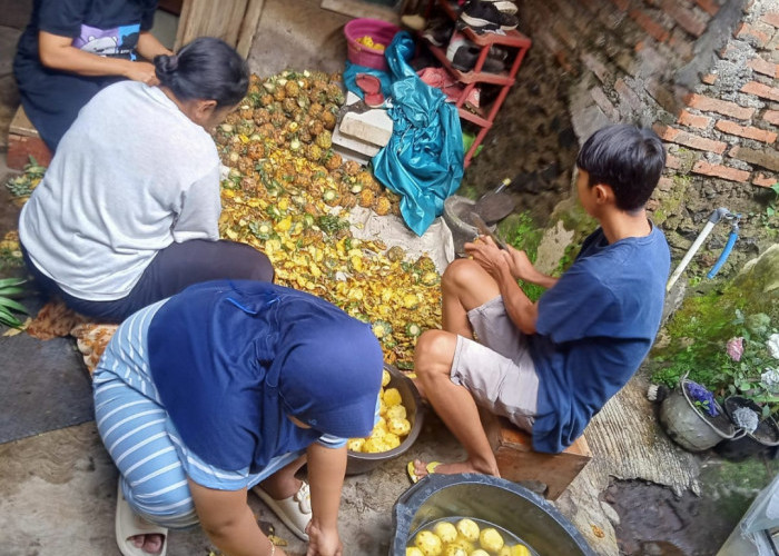 Ratusan Nanas Madu di Kecamatan Moga Kabupaten Pemalang Dibuat Menjadi Selai 