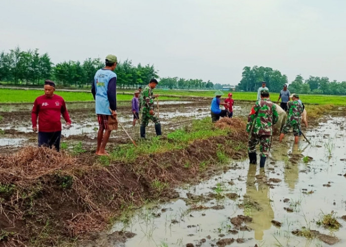 Atasi Masalah Pertanian, Danramil 04 Comal Pemalang, Anggota dan Petani Gropyokan Tikus 