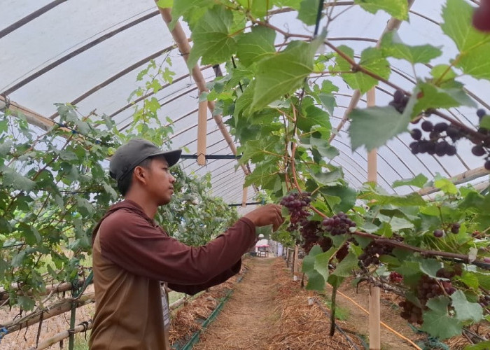 Pak Mantri Anggur Diky Purwo Handoko Sukses Sulap Lahan di Purworejo Jadi Wisata Petik Anggur