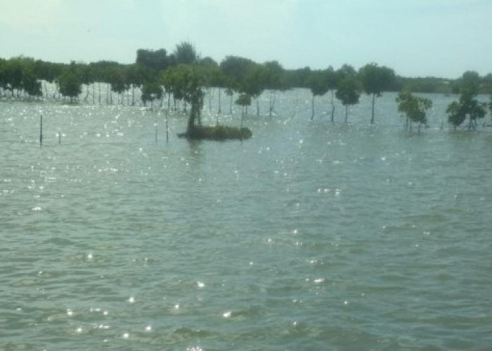 Banjir Bandang di Kendal Sisakan Kerugian Bagi Petani Tambak Rp8,4 Miliar