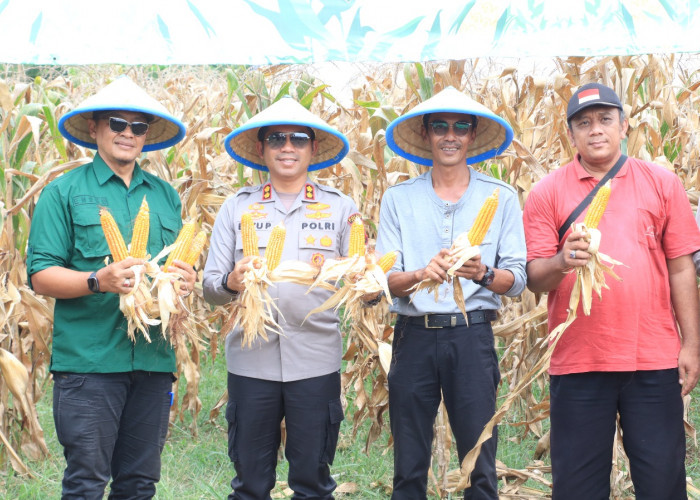 Polres Tegal Panen Raya Jagung Kuartal II, Dukung Ketahanan Pangan Nasional