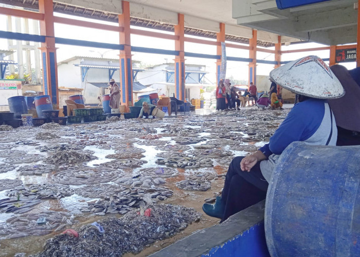 Harga Cumi di TPI Tawang Kendal Tembus Rp70 Ribu per Kilogram