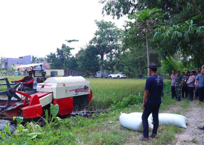 Bulog Targetkan Serap Gabah Petani di Pekalongan 14.000 Ton