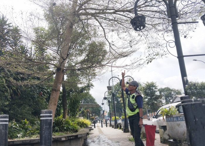 Ratusan Ulat Bulu Berukuran Jumbo di Pohon Ketapang di Jalur Semarang-Solo Resahkan Warga Blotongan Salatiga