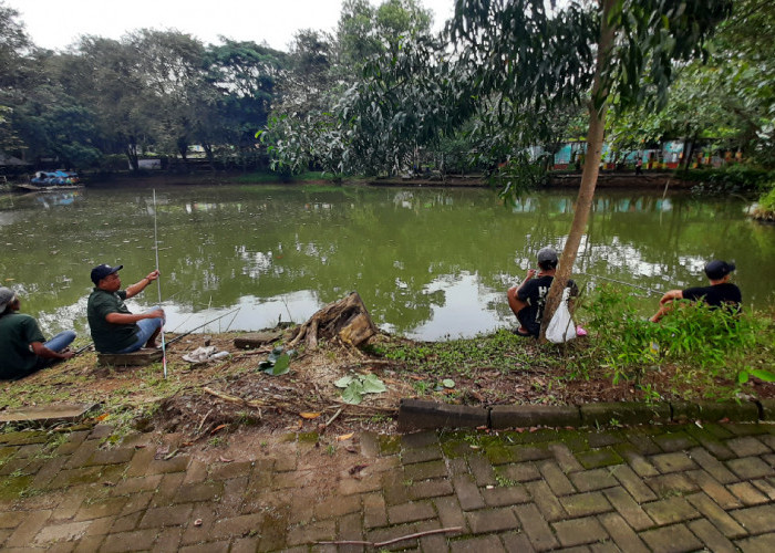 Ngabuburit Anti Mainstream! Sensasi Tarikan Patin 10 Kg Bikin Pemancing Ketagihan