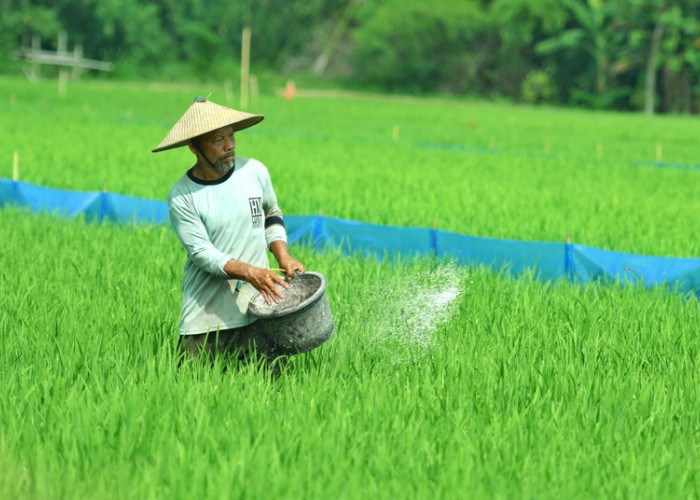 Petani menaburkan pupuk urea bersubsidi pada tanaman padi di Desa Lebak, Kecamatan Grobogan, Kabupaten Grobogan, Jawa Tengah, pada Jumat (26/12/2025). Peraturan Menteri Pertanian (Permentan) No 15 Tahun 2025 yang menjadi aturan pelaksana dari Peraturan Presiden (Perpres) No. 6 Tahun 2025 tentang Tata Kelola Pupuk Bersubsidi memberikan kemudahan bagi petani dalam penebusan pupuk bersubsidi. (Achmad Fazeri/Disway Jateng)