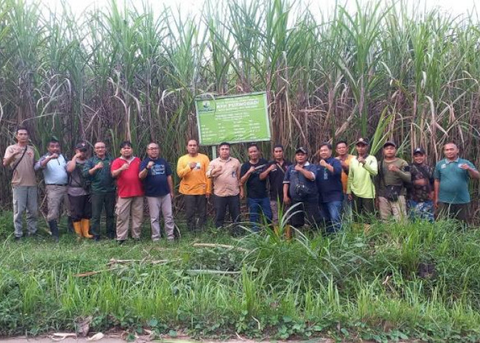 Optimalisasi Agroforestry, Perhutani Regional Jateng Cek Tanaman Tebu KPH Purwodadi