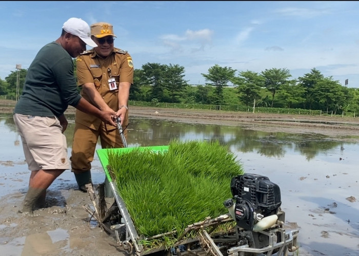 Pertanian Pemalang Diperkuat, Pemkab Tebar Bibit Padi Unggul di 120 Hektar Lahan
