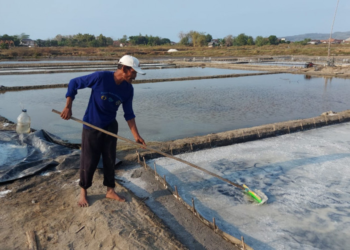 Petani Garam Rembang Menjerit, Panen Melimpah tapi Harga Anjlok