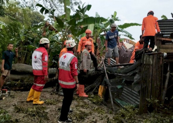 Hujan Deras disertai Angin, Pohon Besar Tumbang Menimpa Dua Rumah di Grobogan