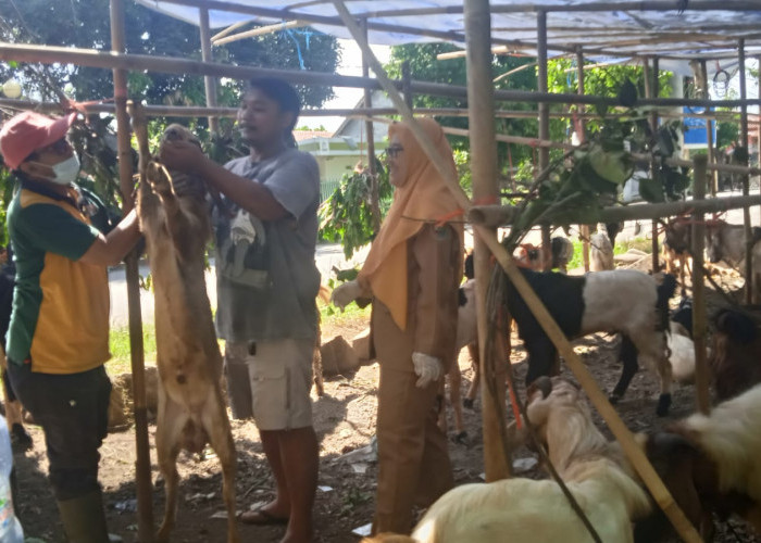 Cerita Pedagang Kambing Musiman Idul Adha 2026 di Batang, Lanjutkan Sang Ayah