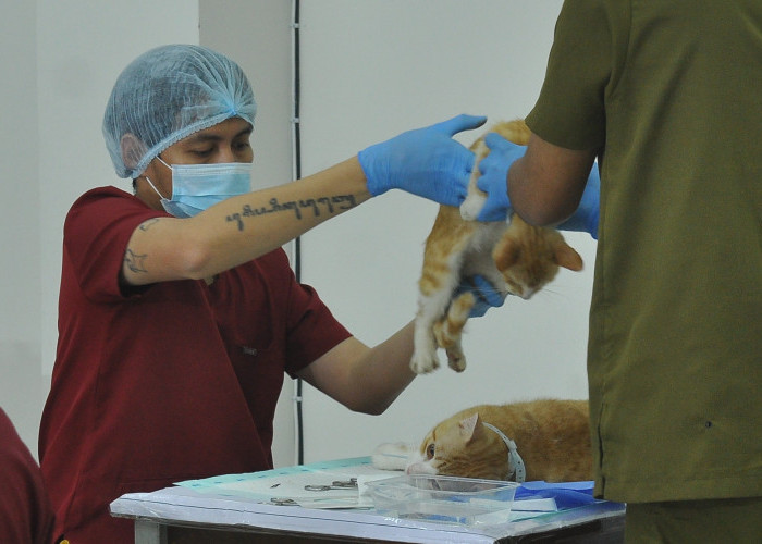 Peringati Hari Rabies, 200 Kucing dan Anjing Divaksin