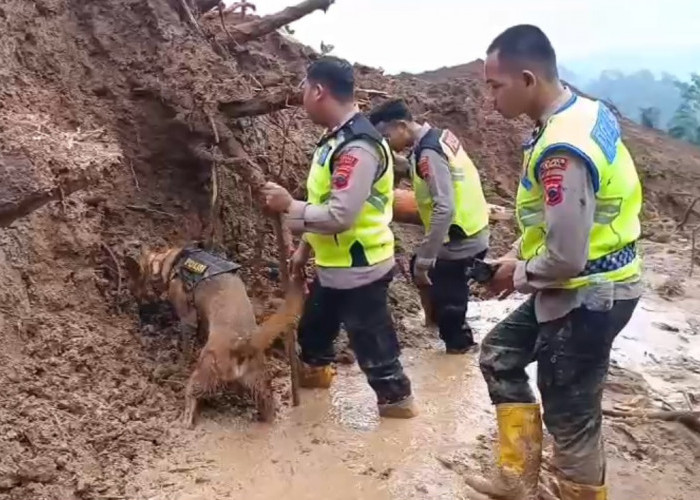 Polisi Kerahkan Anjing Pelacak Bantu Cari Korban Tanah Longsor di Watukumpul Pemalang