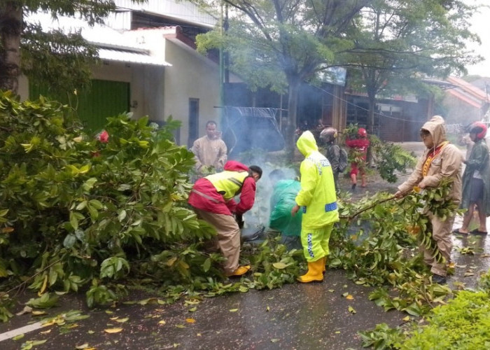 Tiga Titik Pohon Tumbang, Polres Tegal Respon Cepat Amankan dan Atur Lalu Lintas  