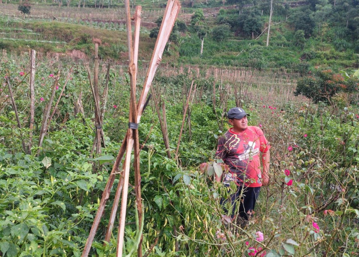 Serangan Koloni Monyet Ekor Panjang Rugikan Petani Bandungan Ratusan Juta