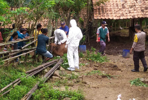 PMK di Brebes Meluas di 14 Kecamatan, 3 Sapi Suspek Tepaksa Langsung Disembelih