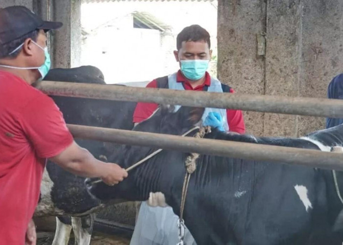 Jelang Idul Adha, Pekalongan Perketat Razia Hewan Kurban dan Gelar Pelatihan Juleha