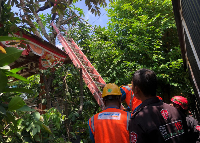 Nahas, Warga Sragen Meninggal Kesetrum saat Pangkas Pohon