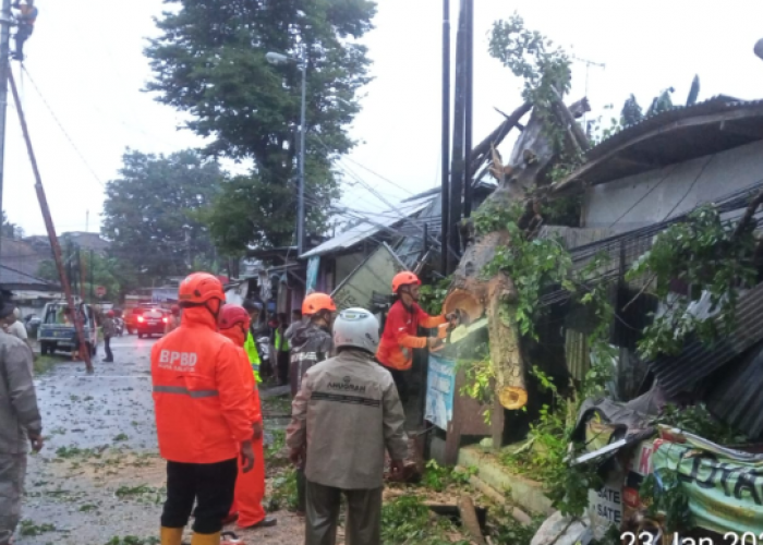 Angin Kencang Landa Salatiga, Pohon Tumbang di 6 Titik