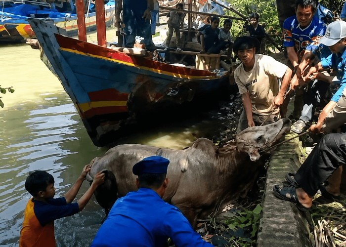 Sapi Kurban Tercebur ke Sungai di Pemalang, Polisi dan Warga Lakukan Evakuasi Dramatis