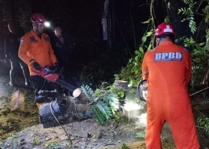 BPBD Kabupaten Tegal Evakuasi Pohon Tumbang