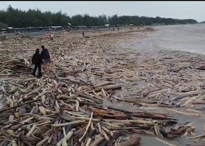Diduga dari Gunung Slamet, Kayu Gelondongan Banjiri Pantai Kramat Tegal  