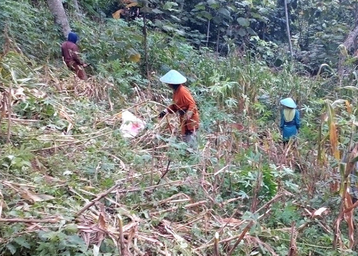 Babi Hutan Masuki Pemukiman Warga di Tonjong Brebes, 3 Ekor Berhasil Dilumpuhkan